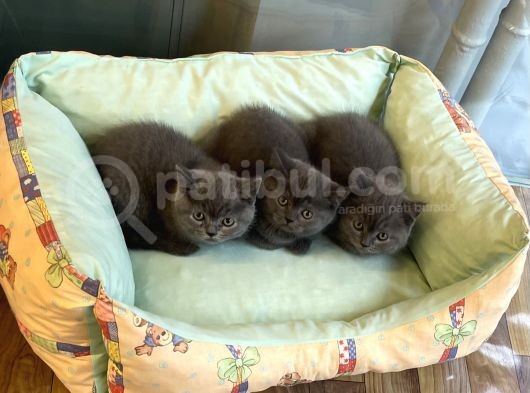 Sevimli Blue British Shorthair Erkek Yavrularımız görsel