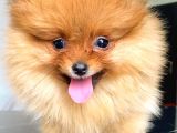 Teacup Orange  Erkek Pomerani̇an Boo