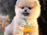 Safkan Pomeranian Boo Yavrularımız