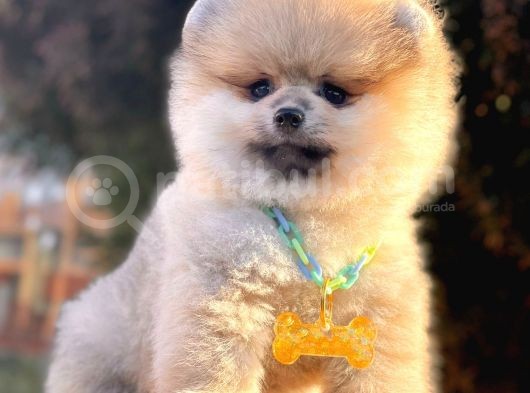 Safkan Pomeranian Boo Yavrularımız