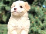 Afacan Particolor Maltipoo Erkek Yavrularımız
