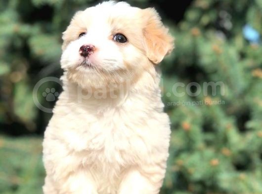Afacan Particolor Maltipoo Erkek Yavrularımız görsel