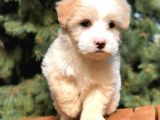 Afacan Particolor Maltipoo Erkek Yavrularımız