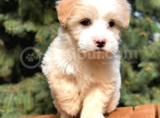 Afacan Particolor Maltipoo Erkek Yavrularımız