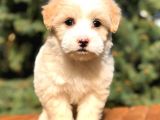 Afacan Particolor Maltipoo Erkek Yavrularımız