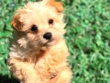 Afacan Particolor Maltipoo Erkek Yavrularımız