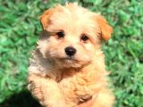 Afacan Particolor Maltipoo Erkek Yavrularımız