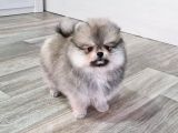 A Kali̇te Pomerani̇an Boo Yavrular