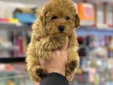 Apricot Erkek Toy Poodle Yavrumuz