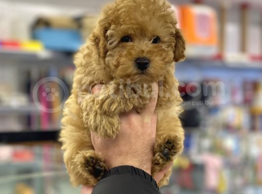 Apricot Erkek Toy Poodle Yavrumuz görsel
