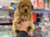 Apricot Erkek Toy Poodle Yavrumuz