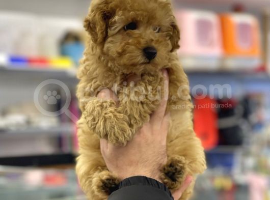 Apricot Erkek Toy Poodle Yavrumuz görsel