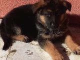 Mükemmel Kan Hattı K9 Yavrularımız