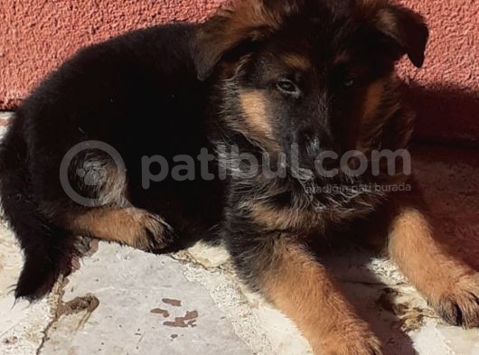 Mükemmel Kan Hattı K9 Yavrularımız görsel