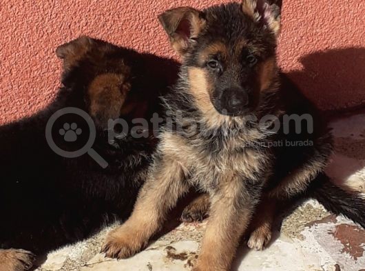Mükemmel Kan Hattı K9 Yavrularımız görsel