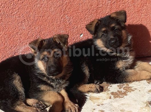 Mükemmel Kan Hattı K9 Yavrularımız görsel