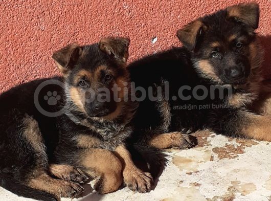 Mükemmel Kan Hattı K9 Yavrularımız görsel