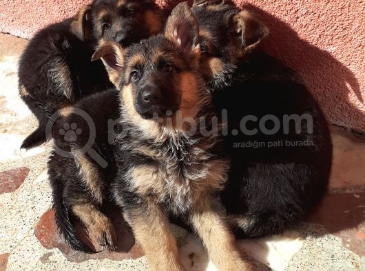 Mükemmel Kan Hattı K9 Yavrularımız görsel