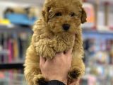 Apricot Erkek Toy Poodle Yavrumuz