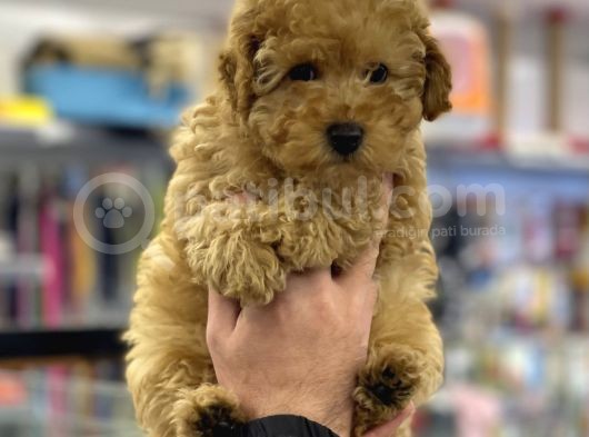 Apricot Erkek Toy Poodle Yavrumuz görsel