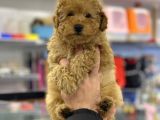Apricot Erkek Toy Poodle Yavrumuz