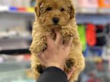 Apricot Erkek Toy Poodle Yavrumuz
