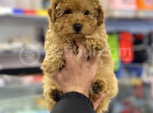 Apricot Erkek Toy Poodle Yavrumuz