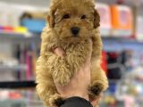 Apricot Erkek Toy Poodle Yavrumuz