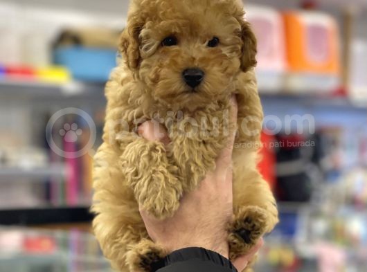 Apricot Erkek Toy Poodle Yavrumuz görsel