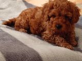 Toy Poodle Yavrularimiz