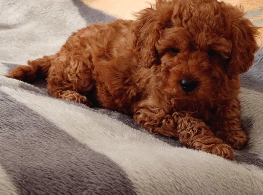 Toy Poodle Yavrularimiz görsel