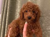 Toy Poodle Yavrularimiz