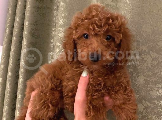 Toy Poodle Yavrularimiz görsel