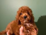 Toy Poodle Yavrularimiz