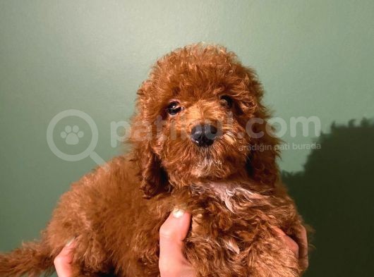 Toy Poodle Yavrularimiz görsel
