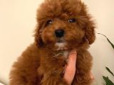 Toy Poodle Yavrularimiz