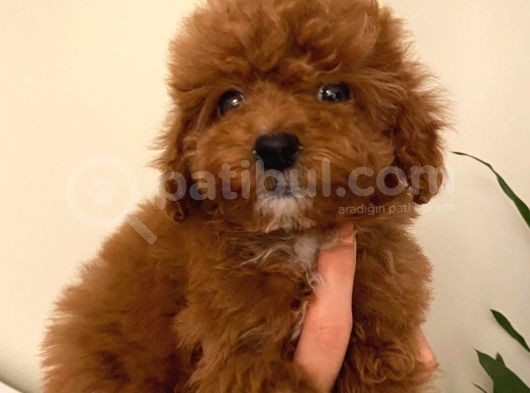 Toy Poodle Yavrularimiz görsel
