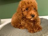 Toy Poodle Yavrularimiz