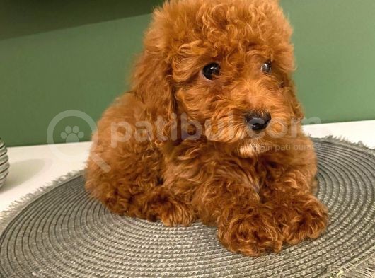 Toy Poodle Yavrularimiz