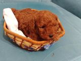 Toy Poodle Yavrularimiz