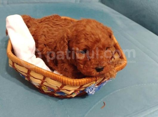Toy Poodle Yavrularimiz görsel