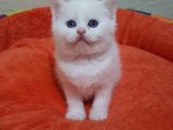 Mavi Gözlü British Shorthair Ve Scottish Fold Yavrularımız