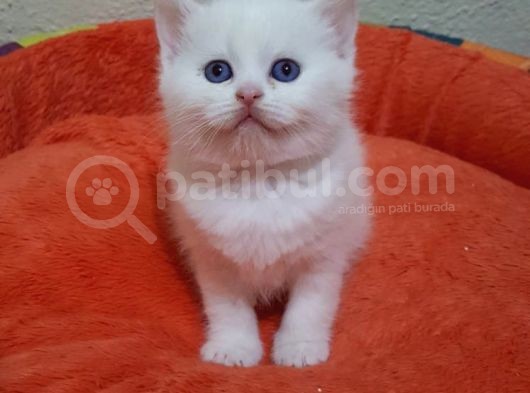 Mavi Gözlü British Shorthair Ve Scottish Fold Yavrularımız