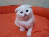 Mavi Gözlü British Shorthair Ve Scottish Fold Yavrularımız