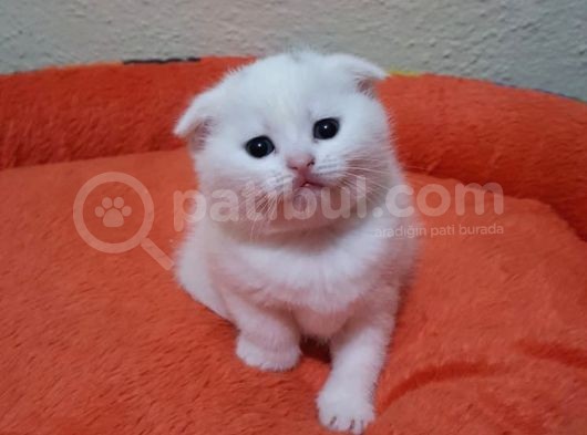 Mavi Gözlü British Shorthair Ve Scottish Fold Yavrularımız görsel