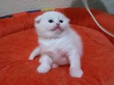 Mavi Gözlü British Shorthair Ve Scottish Fold Yavrularımız