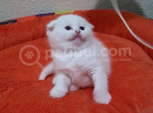 Mavi Gözlü British Shorthair Ve Scottish Fold Yavrularımız görsel