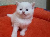 Mavi Gözlü British Shorthair Ve Scottish Fold Yavrularımız