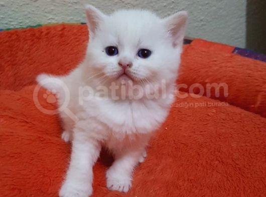 Mavi Gözlü British Shorthair Ve Scottish Fold Yavrularımız görsel