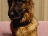 Mükemmel Kan Hattı K9 Yavrularımız